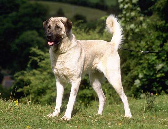 An Anatolian Shepherd dog sitting in a field